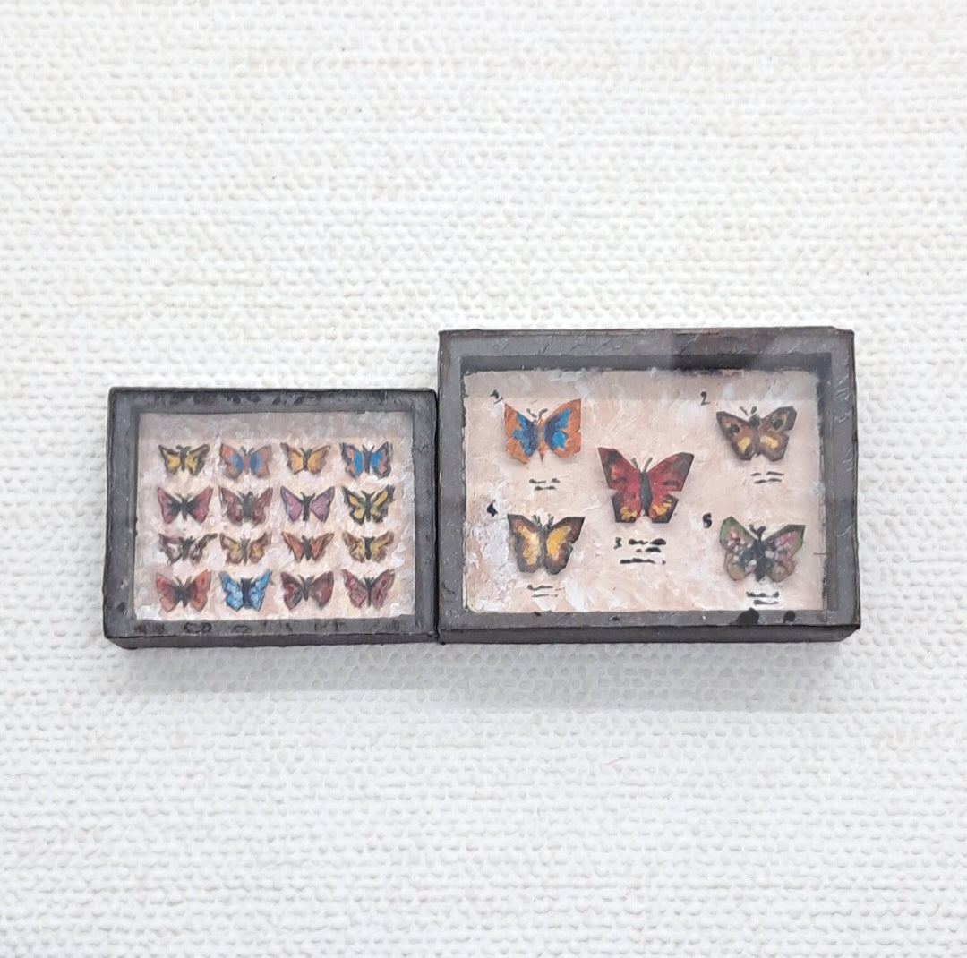 Miniature Butterfly Collections