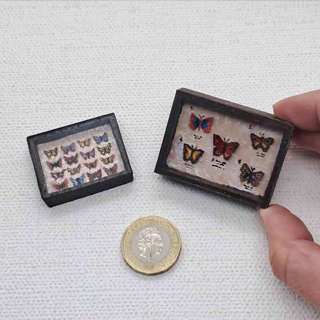 Miniature Butterfly Collections