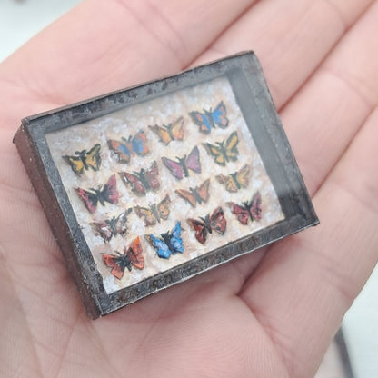 Miniature Butterfly Collections