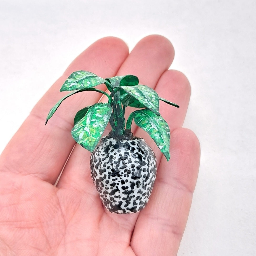 Miniature Chinese Evergreen