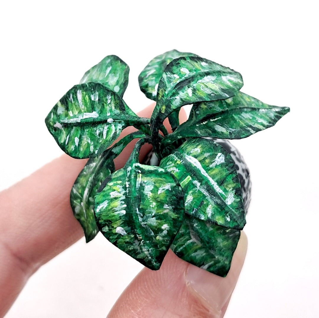 Miniature Chinese Evergreen