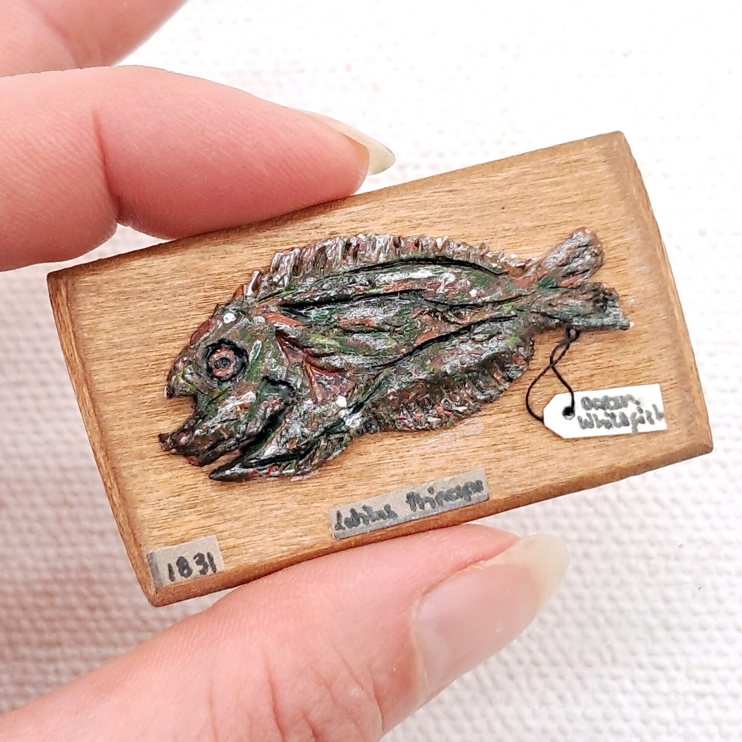 A dolls house miniature fish specimen for a museum or curiosity shop.  Hand painted clay Ocean Whitefish preserved and mounted on a wooden board.