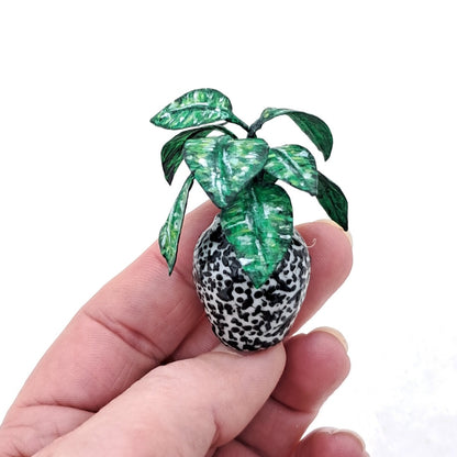 Miniature Chinese Evergreen